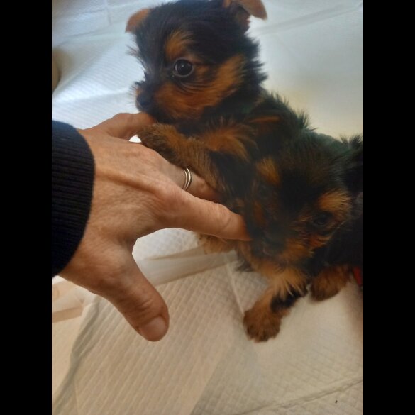 Yorkshire Terrier - Dogs