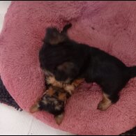 Yorkshire Terrier - Dogs