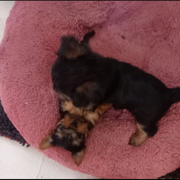Yorkshire Terrier - Dogs