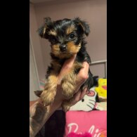 Yorkshire Terrier - Dogs