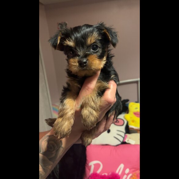 Yorkshire Terrier - Dogs
