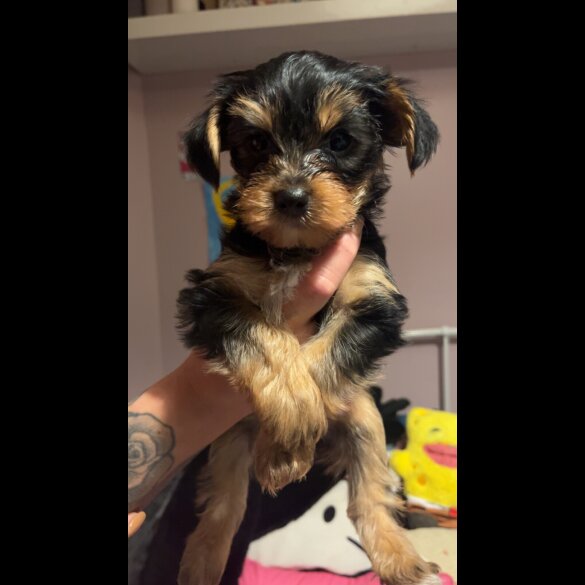 Yorkshire Terrier - Dogs