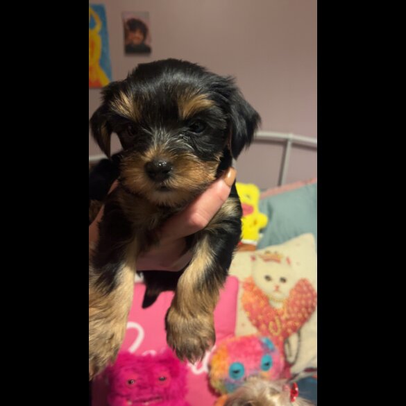 Yorkshire Terrier - Dogs