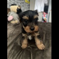 Yorkshire Terrier - Dogs