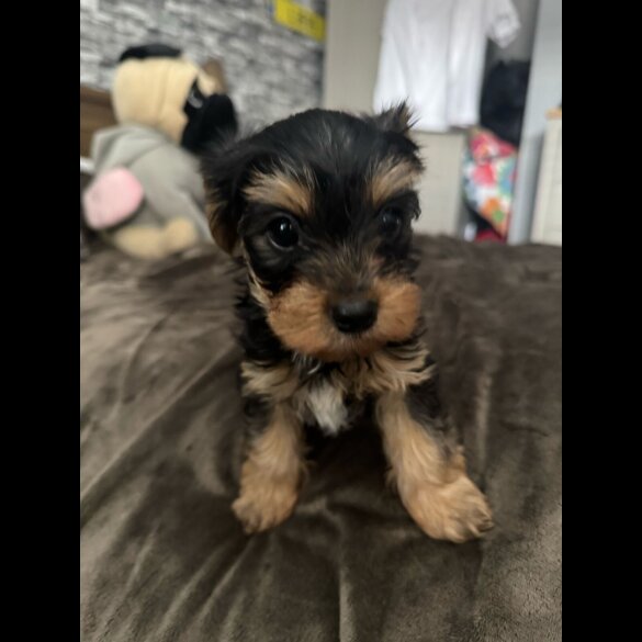 Yorkshire Terrier - Dogs