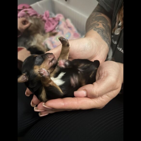 Yorkshire Terrier - Dogs