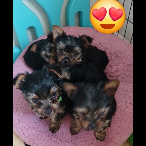 Yorkshire Terrier - Dogs