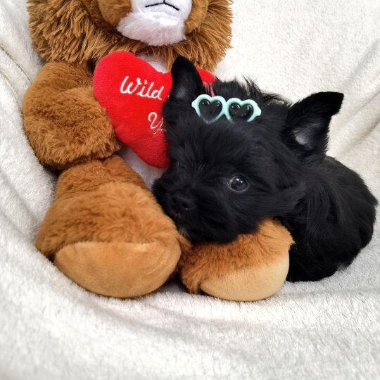 Yorkshire Terrier - Both
