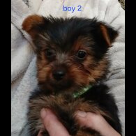 Yorkshire Terrier - Dogs