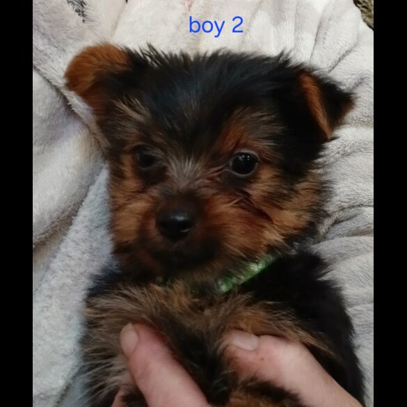 Yorkshire Terrier - Dogs