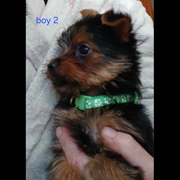 Yorkshire Terrier - Dogs