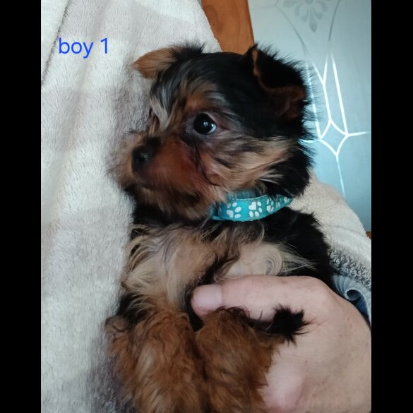 Yorkshire Terrier - Dogs