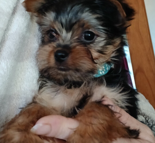 Yorkshire Terrier