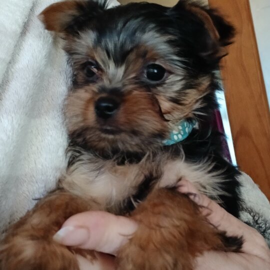 Yorkshire Terrier - Dogs