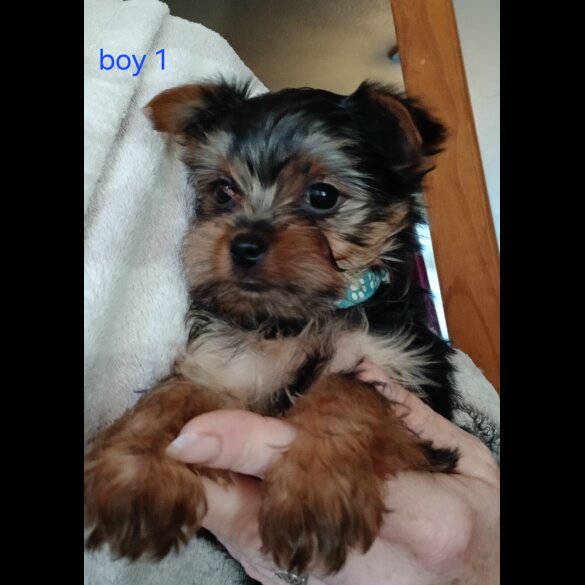 Yorkshire Terrier - Dogs