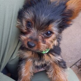 Yorkshire Terrier - Dogs
