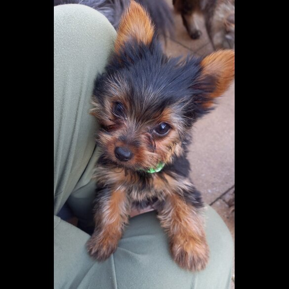 Yorkshire Terrier - Dogs