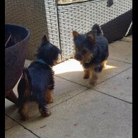 Yorkshire Terrier - Dogs