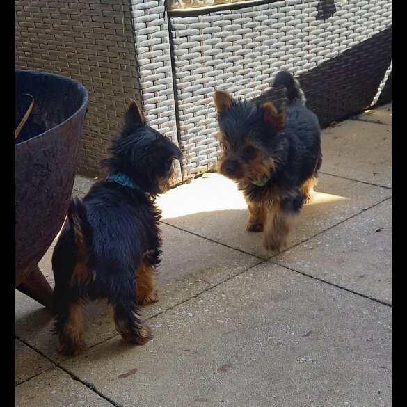 Yorkshire Terrier - Dogs