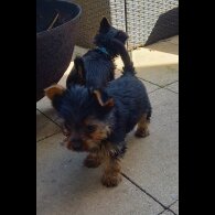 Yorkshire Terrier - Dogs