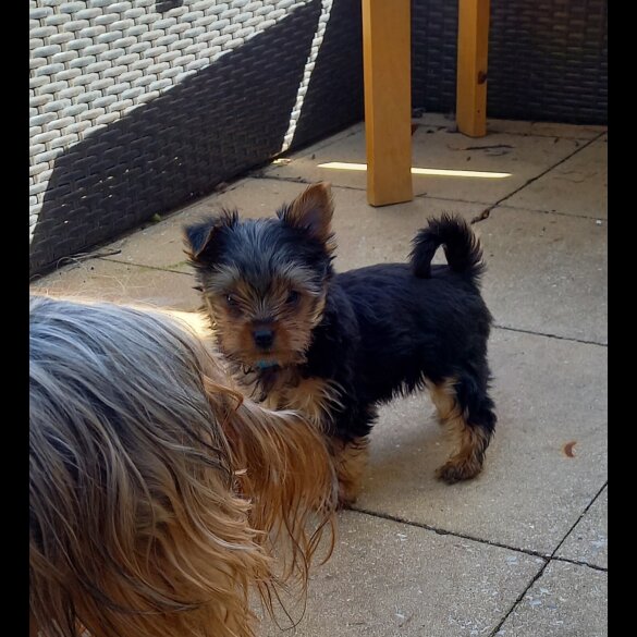 Yorkshire Terrier - Dogs