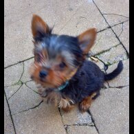 Yorkshire Terrier - Dogs