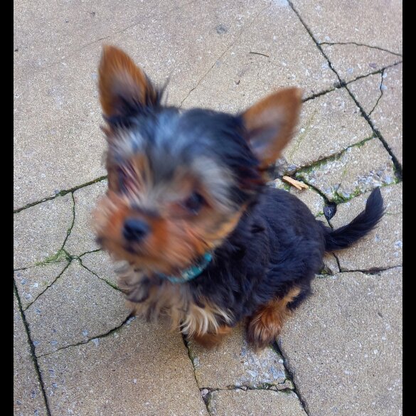 Yorkshire Terrier - Dogs