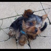Yorkshire Terrier - Dogs