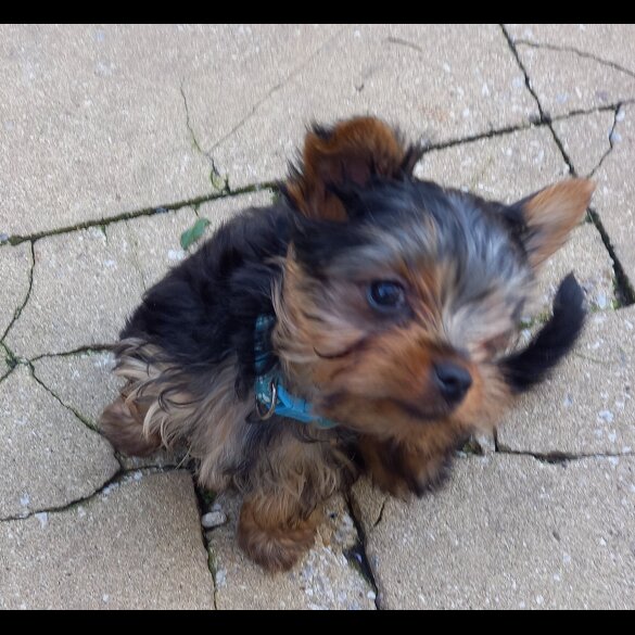 Yorkshire Terrier - Dogs