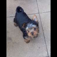Yorkshire Terrier - Dogs