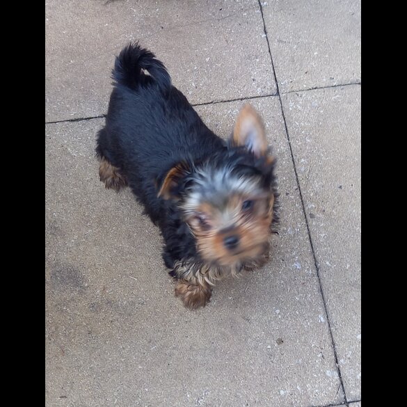 Yorkshire Terrier - Dogs