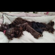 Yorkshire Terrier - Both
