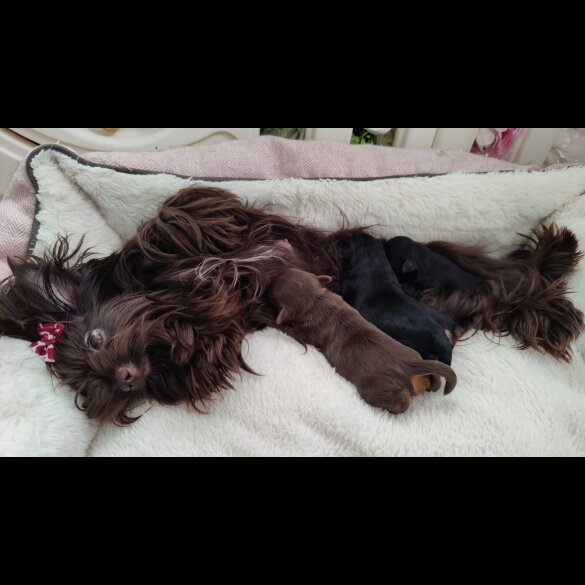 Yorkshire Terrier - Both