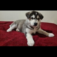 Siberian Husky - Bitches