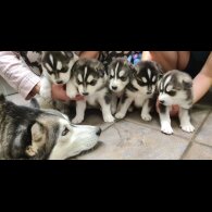 Siberian Husky - Bitches