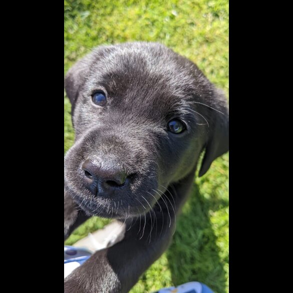 Labrador Retriever - Dogs