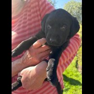 Labrador Retriever - Dogs