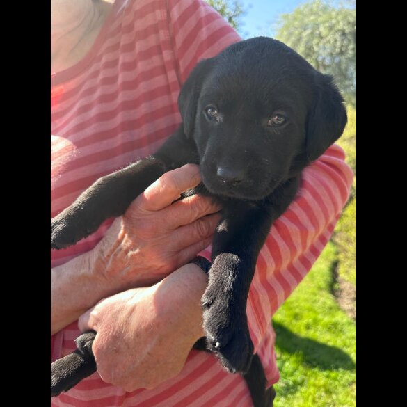 Labrador Retriever - Dogs
