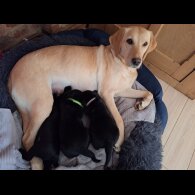 Labrador Retriever - Dogs