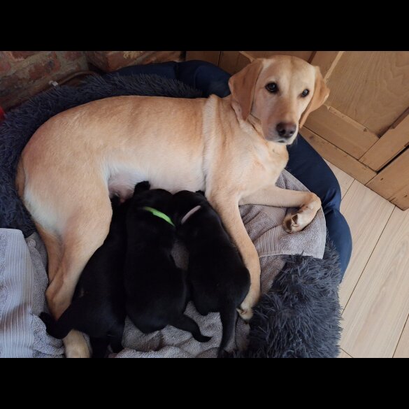 Labrador Retriever - Dogs