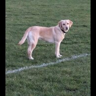 Labrador Retriever - Dogs