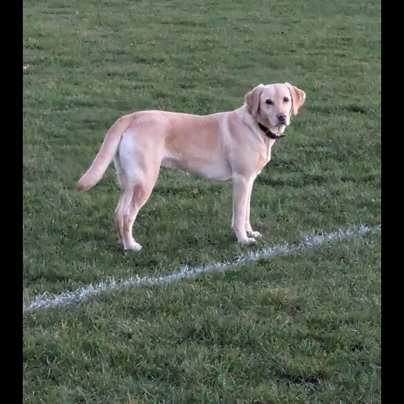 Labrador Retriever - Dogs