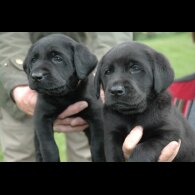 Labrador Retriever - Dogs