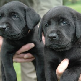 Labrador Retriever - Dogs