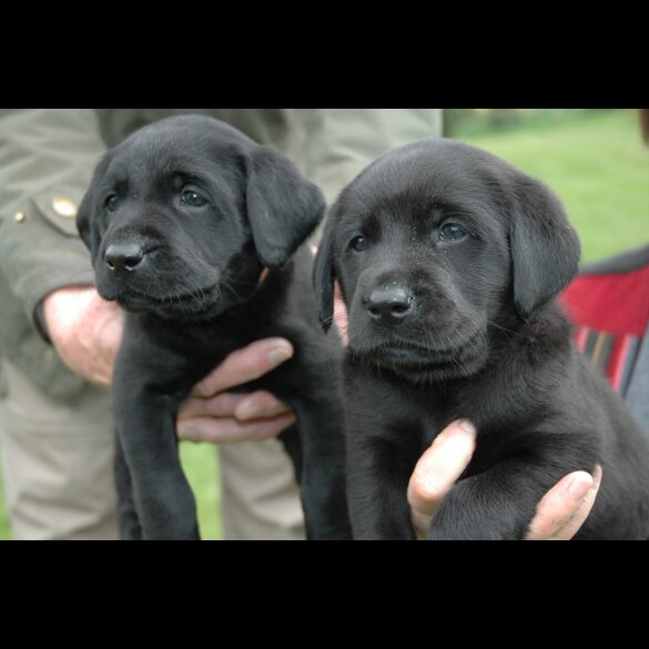 Labrador Retriever - Dogs