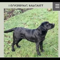 Labrador Retriever - Dogs