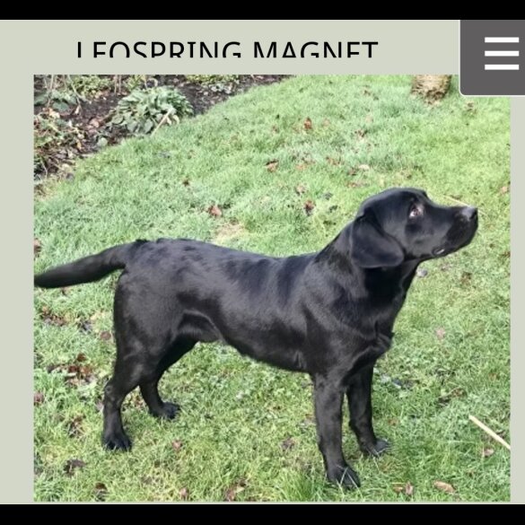 Labrador Retriever - Dogs