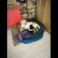 Labrador Retriever - Dogs