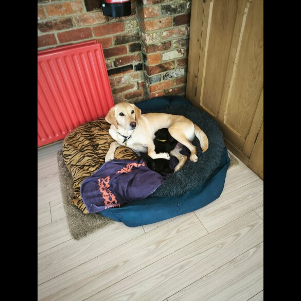 Labrador Retriever - Dogs