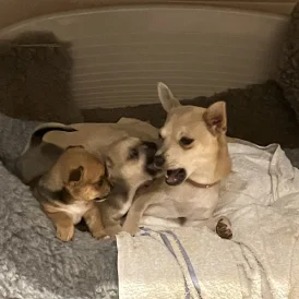 Chihuahua - Dogs